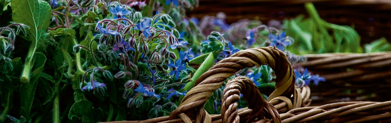Dizionario delle piante officinali Dr. Hauschka - Borragine