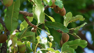 Sheabaum - Butyrospermum parkii
