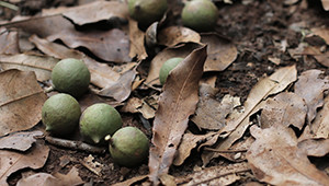 Noci di macadamia dal Kenia Dr. Hauschka Noci di macadamia dal Kenia Dr. Hauschka
