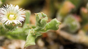 Mittagsblume - Mesembryanthemum crystallinum Mittagsblume - Mesembryanthemum crystallinum
