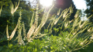 Cosmesi senza esperimenti sugli animali Dr. Hauschka Cosmesi senza esperimenti sugli animali Dr. Hauschka