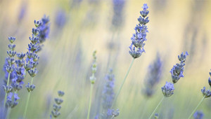 Lavendel - Lavandula angustifolia 