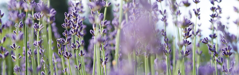 Pagamento e Spedizione Dr. Hauschka - Lavanda