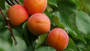 Aprikose - Prunus armeniaca