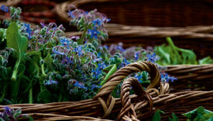 Dizionario delle piante officinali Dr. Hauschka Dizionario delle piante officinali Dr. Hauschka